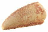 Serrated Raptor Tooth - Real Dinosaur Tooth #364808-1